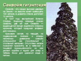 Растения Никитского ботанического сада Крыма (к урокам по предмету Окружающий мир), слайд 5