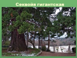 Растения Никитского ботанического сада Крыма (к урокам по предмету Окружающий мир), слайд 6