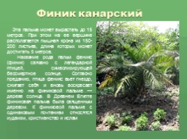 Растения Никитского ботанического сада Крыма (к урокам по предмету Окружающий мир), слайд 8