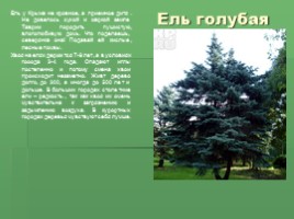 Растения Никитского ботанического сада Крыма (к урокам по предмету Окружающий мир), слайд 9