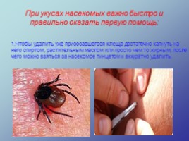 Первая помощь при укусах насекомых, слайд 2