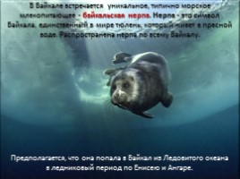 Окружающий мир 3 класс «Озеро Байкал», слайд 15