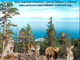 Окружающий мир 3 класс «Озеро Байкал», слайд 17