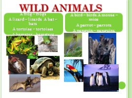 Животные - Animals (на английском языке), слайд 10