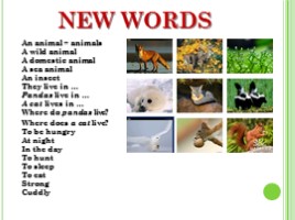 Животные - Animals (на английском языке), слайд 2