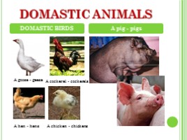 Животные - Animals (на английском языке), слайд 4