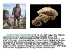 Происхождение и эволюция человека (этапы развития), слайд 17