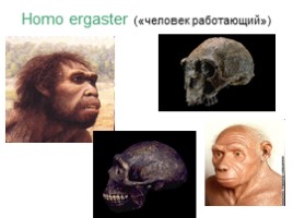 Происхождение и эволюция человека (этапы развития), слайд 18