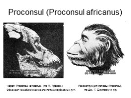 Происхождение и эволюция человека (этапы развития), слайд 4