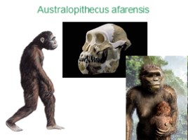 Происхождение и эволюция человека (этапы развития), слайд 7