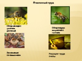 Польза мёда, слайд 13