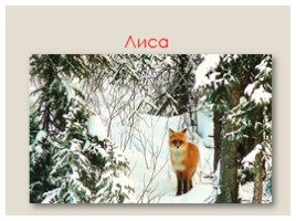 Дикие животные в зимнем лесу, слайд 19