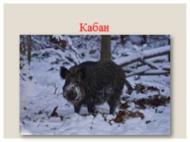 Дикие животные в зимнем лесу, слайд 23