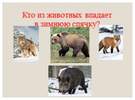 Дикие животные в зимнем лесу, слайд 29