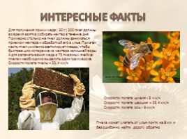 Портрет одного слова «Пчела», слайд 4
