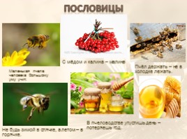 Портрет одного слова «Пчела», слайд 5