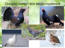 Птицы Кемеровской области, слайд 10
