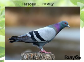 Птицы Кемеровской области, слайд 4