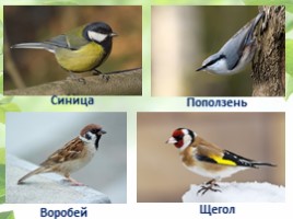 Птицы Кемеровской области, слайд 5