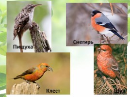 Птицы Кемеровской области, слайд 6