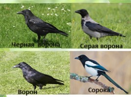 Птицы Кемеровской области, слайд 7