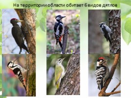 Птицы Кемеровской области, слайд 9