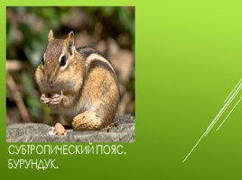 Животный мир России, слайд 13