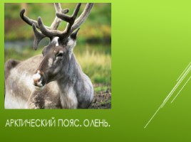 Животный мир России, слайд 2