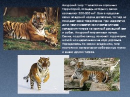 Амурский тигр, слайд 5