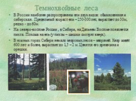Природные зоны России «Леса», слайд 3