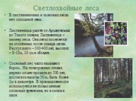 Природные зоны России «Леса», слайд 4