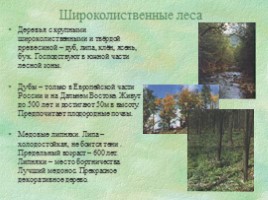 Природные зоны России «Леса», слайд 6