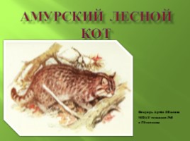 Амурский лесной кот, слайд 1