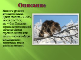 Амурский лесной кот, слайд 2