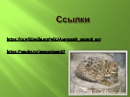 Амурский лесной кот, слайд 6