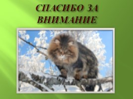Амурский лесной кот, слайд 7