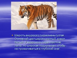 Амурский тигр, слайд 3