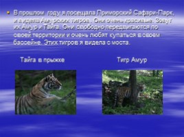 Амурский тигр, слайд 8