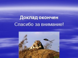 Амурский тигр, слайд 9