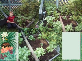 Исследовательская работа «Выращивание картофеля на приусадебном участке» Часть 2, слайд 12