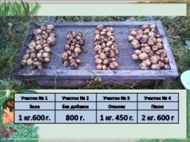 Исследовательская работа «Выращивание картофеля на приусадебном участке» Часть 2, слайд 14