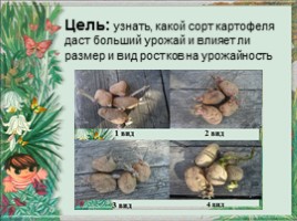 Исследовательская работа «Выращивание картофеля на приусадебном участке» Часть 2, слайд 2