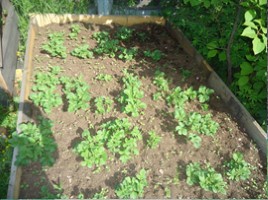 Исследовательская работа «Выращивание картофеля на приусадебном участке» Часть 1, слайд 12