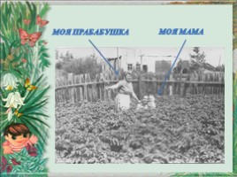 Исследовательская работа «Выращивание картофеля на приусадебном участке» Часть 1, слайд 8