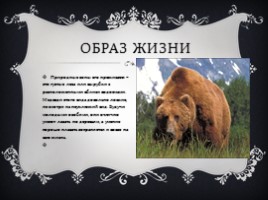 Медведь, слайд 2