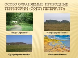 Методическая разработка «Экологические проблемы Санкт-Петербурга», слайд 6