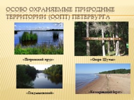 Методическая разработка «Экологические проблемы Санкт-Петербурга», слайд 8
