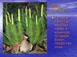 Красная книга Саратовской области (растения), слайд 10