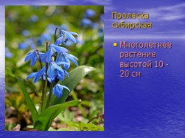 Красная книга Саратовской области (растения), слайд 11