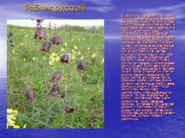 Красная книга Саратовской области (растения), слайд 12